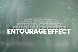 Read more about the article The Entourage Effect