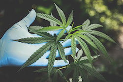 Medicinal cannabis oil and terpenes grabbing star status